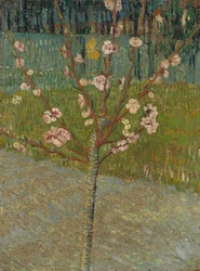 Mandeltre i blomst